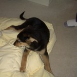 A black and tan puppy sits on a butter-yellow down comforter on the floor.